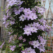 View Climbing Clematis Seeds image 1