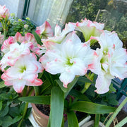 View 🌺Double-Petaled Perfume Amaryllis Bulbs image 6