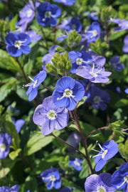 View Creeping Blue Speedwell Veronica Repens Groundcover Flower Seeds image 5