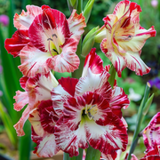 View Sunlit Honey Gladiolus Corms🌺 image 3