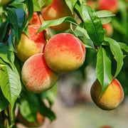 View 🔥 85K+ SOLD! 🍑 Heirloom "Honey Red" Dwarf Peach Tree Live Seeds image 2
