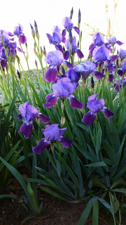 View Purple Iris Seeds image 5