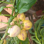 View Pepino melon seeds, melon pear or sweet cucumber exotic fruit, ginseng fruit seeds image 6