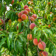 View 🔥 85K+ SOLD! 🍑 Heirloom "Honey Red" Dwarf Peach Tree Live Seeds image 5