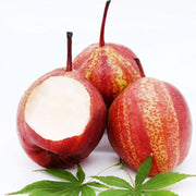 View Pyrus pyrifolia 'Nijisseiki'🌈Rainbow Pear Seeds image 2