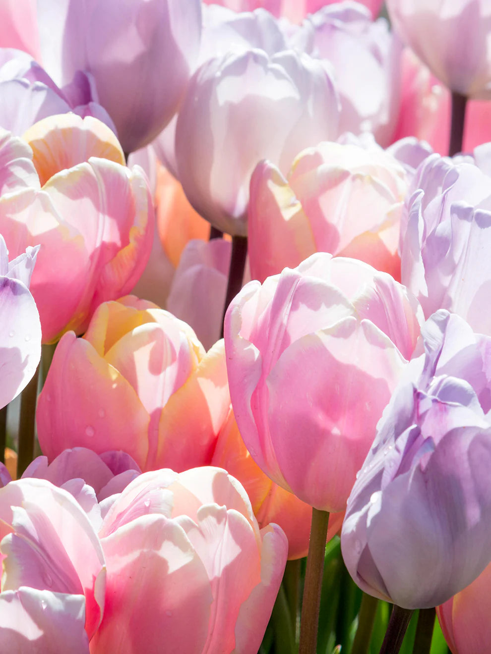 Tulip Perfect Pastel CollectionTM
