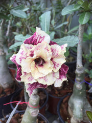View Golden Year Desert Rose image 1