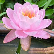 View 🌸[7 days germination]Last Day Sale - 50% OFF💐The Sacred Bonsai Bowl Lotus Flower image 5