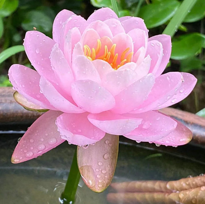 🌸[7 days germination]Last Day Sale - 50% OFF💐The Sacred Bonsai Bowl Lotus Flower