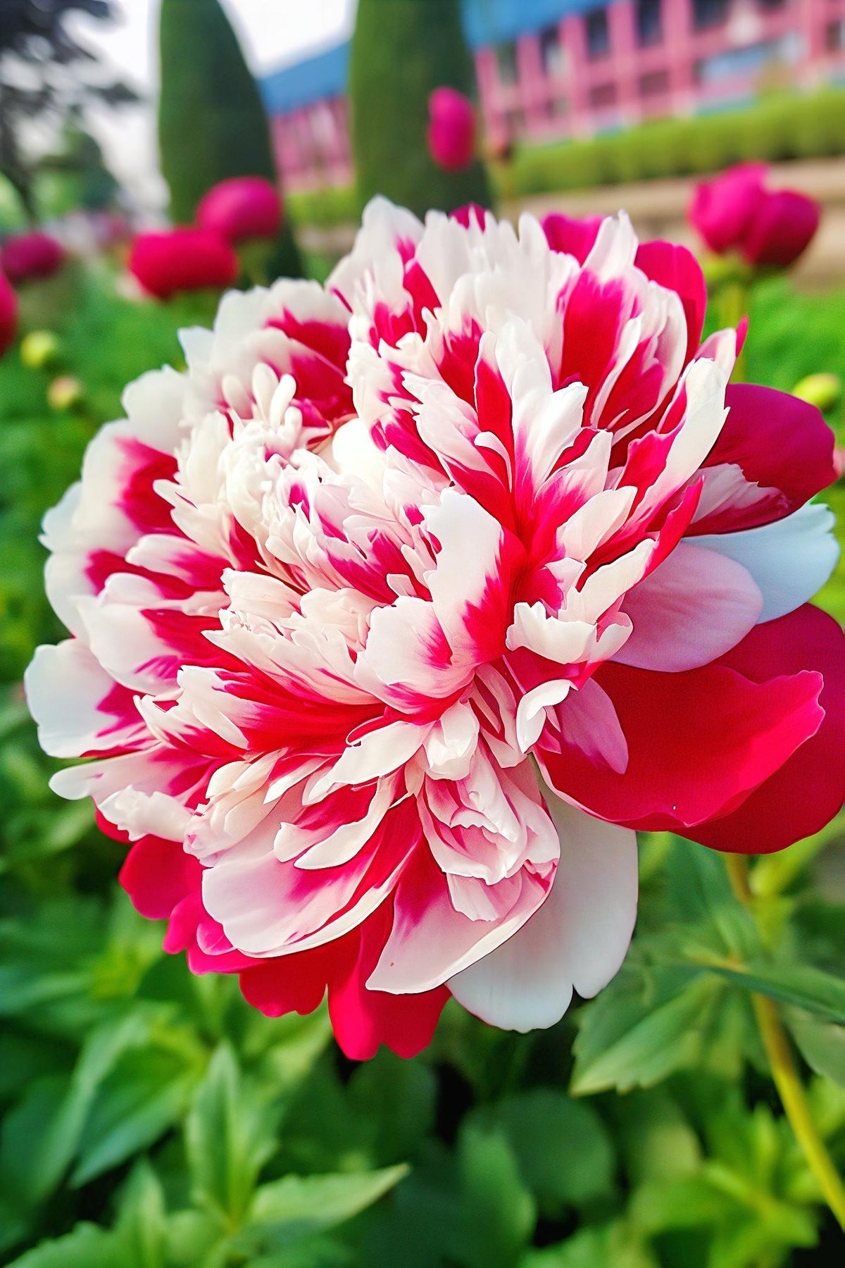 💙💛Blue Yellow Peony Flower Seeds