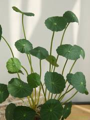 View Copperleaf Seeds: Grow Your Own Luck and Prosperity! 🌿💰 image 2