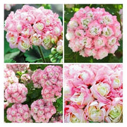 View Apple Blossom Geranium Seeds image 2