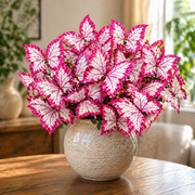 View 🌿 Blue Butterfly Seeds – Grow Butterfly-Shaped Leaves with Ease 🦋 image 6