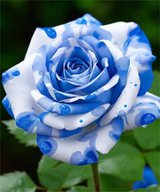 View 💙Blue White Roses Seeds:A Delightful Blend of Elegance and Serenity image 2