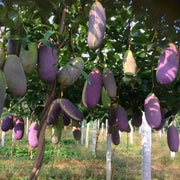 View Stauntonia Latifolia Seeds-Organic Food image 3
