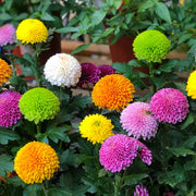 View 🏵️Colorful Ping Pong Chrysanthemum Seeds image 5