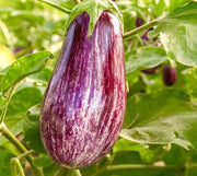 View 🍆 Nubia Eggplant Vegetable Seeds-Striped eggplant image 4