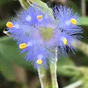 View Cyanotis-Purple Blue Perennial Plants Flowers image 5