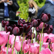 View Black Hero Tulip Seeds image 5
