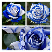View 💙Blue White Roses Seeds:A Delightful Blend of Elegance and Serenity image 1