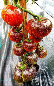 View Dark Galaxy Tomato 50 Seeds image 1