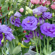 View 💐Lisianthus - A Sincere and Immutable Love image 4