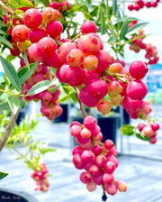View Pink Bliss Blueberry seeds - Double the sweetness image 5