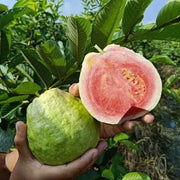 View Strawberry Guava Seeds image 5