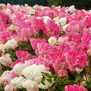 View Strawberry Sundae Hydrangea image 3