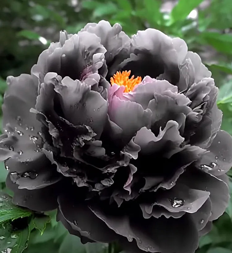 💙💛Blue Yellow Peony Flower Seeds