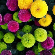View 🏵️Colorful Ping Pong Chrysanthemum Seeds image 3