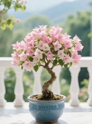 View Colorful Bougainvillea Seeds image 3