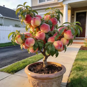 View 🔥 85K+ SOLD! 🍑 Heirloom "Honey Red" Dwarf Peach Tree Live Seeds image 1