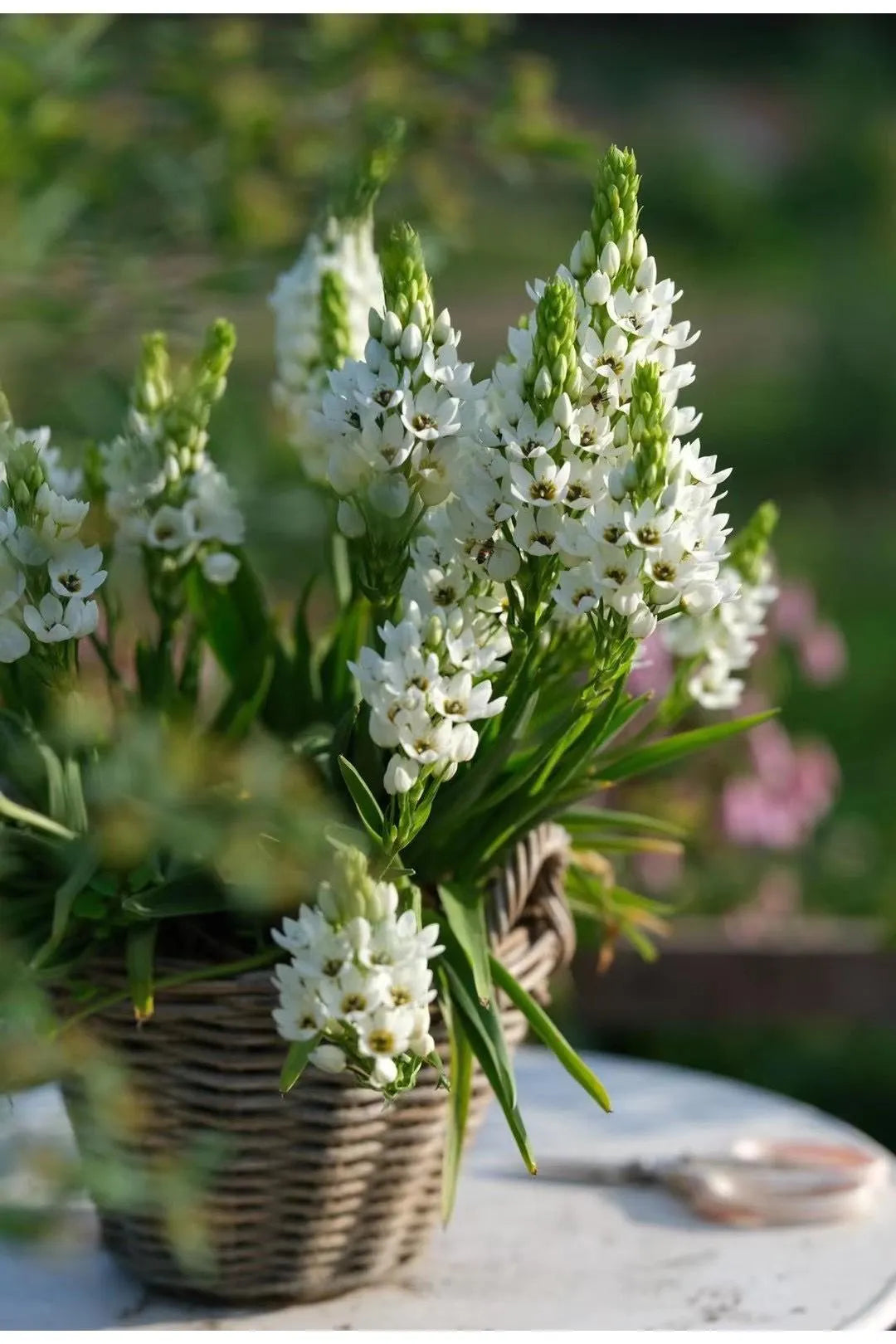 🌸 Sacred Heart Lily Bulbs – A Perennial Treasure for Your Garden