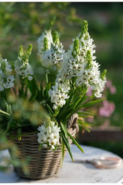View 🌸 Sacred Heart Lily Bulbs – A Perennial Treasure for Your Garden image 2