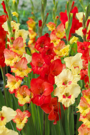 View 🎉Limited Time Offer: 50% Off : Gladiolus Bulbs! image 6