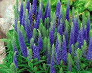 View Spike Speedwell Intense Blue Flowers image 3