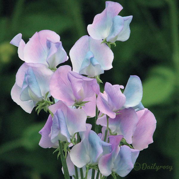 💐Multi Color Sweet Pea Flower Seeds