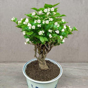 View Double Jasmine Seeds image 6