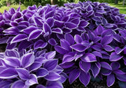 View Mix Rare Hosta Flower Seeds image 6