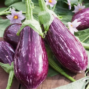 View 🍆 Nubia Eggplant Vegetable Seeds-Striped eggplant image 1