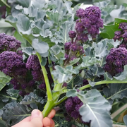 View 🥦 Easy to Grow, Hard to Resist – Broccoli Stem Seeds for Every Home Garden image 5