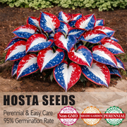 View 🔥Celebrate America's 250th 🌱Premium Rare Hosta Seeds🌿Shade-Tolerant Plant image 1