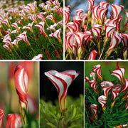 View CANDY CANE OXALIS VERSICOLOR PLANT SEEDS image 3