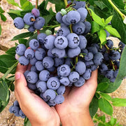 View King of Berries - Giant Blueberry Fruit Seeds - Four Seasons Plants image 5