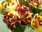 View Tea Rose 'Dragon Tiger' Seeds image 3