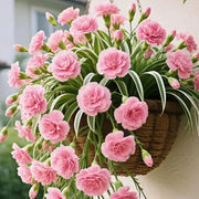 View Grand Bloom Spider Plant Seeds/Bulbs 💐 Nature's Hanging Masterpiece of Color & Grace image 4