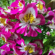 View BUTTERFLY FLOWER - ANGEL WINGS MIX image 5