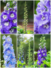 View Delphinium Seeds-Mixed 7 Colors image 4