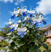 View 🌌 Blue Butterfly Flower Seeds – Bring the sky into your garden! image 1